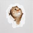 Wandtattoos tiere - Wandtattoo Katze in einem Versteck - ambiance-sticker.com