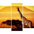 Wandtattoo Die Giraffe im Sonnenuntergang - ambiance-sticker.com