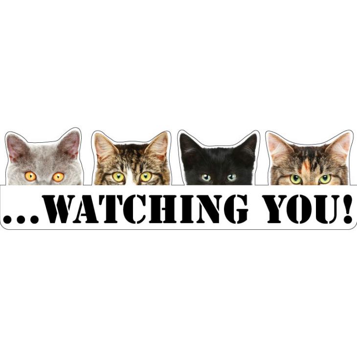Animals wall decals - Cats watching Wall decal - ambiance-sticker.com