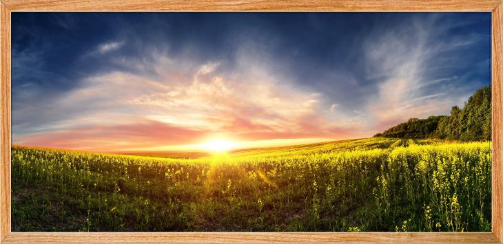 Wall decals poster - Wall decal poster Sunset in a field - ambiance-sticker.com