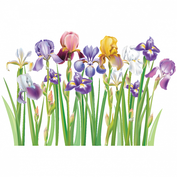 Vinilos decorativos flor - Vinilo flores iris - ambiance-sticker.com