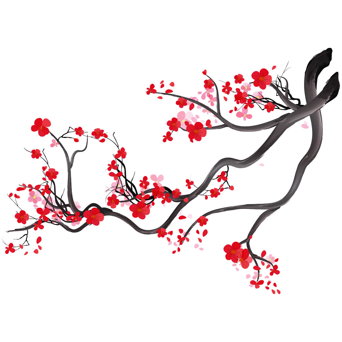 Branche de cerisier japonais - du japon et des fleurs
