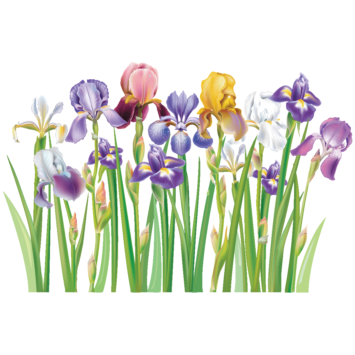 Autocollant iris