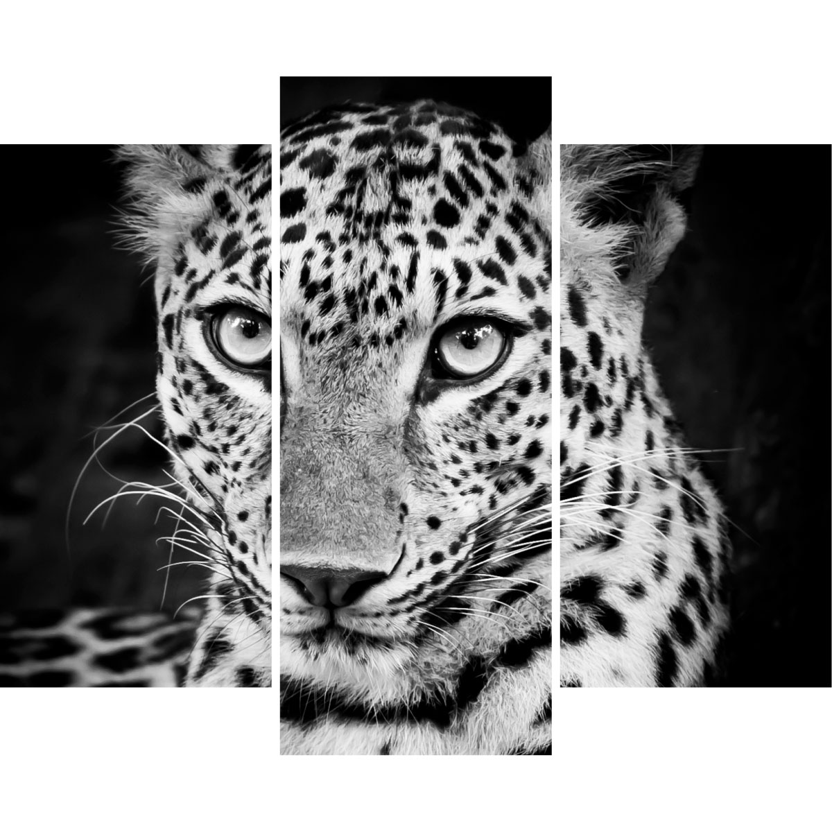 Pegatinas Leopardo en blanco y negro
