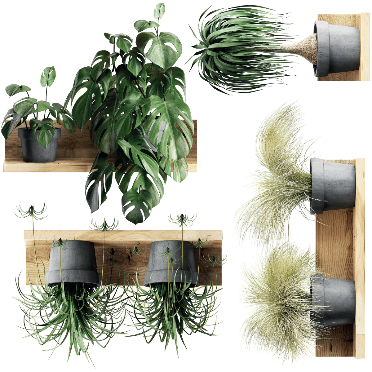 Pegatina de 3D plantas tropicales - adhesivo de pared