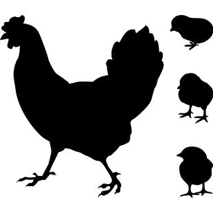 Diseño de huevos de gallina golpe gallina grandes Etiquetas Adhesivas Pegatinas de Papel Blanco Nuevo