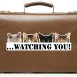 Adesivi murali Animali - Adesivo gatti che guardano - ambiance-sticker.com