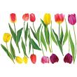 Adesivi murali fiori - Adesivo fiore tulipani colorati - ambiance-sticker.com